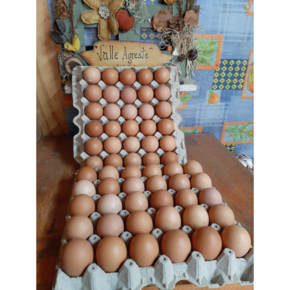 Nunc congue dui nec...