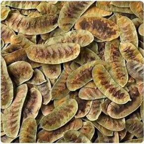 Nunc congue dui nec...